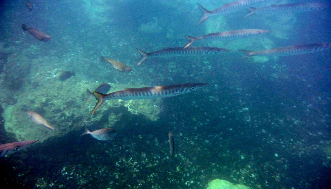 Barracudas in Viglia beach