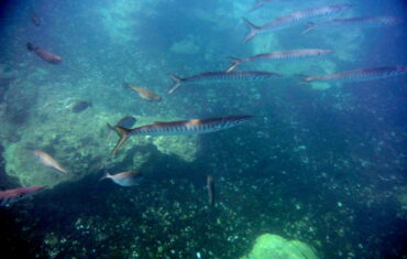 Barracudas in Viglia beach