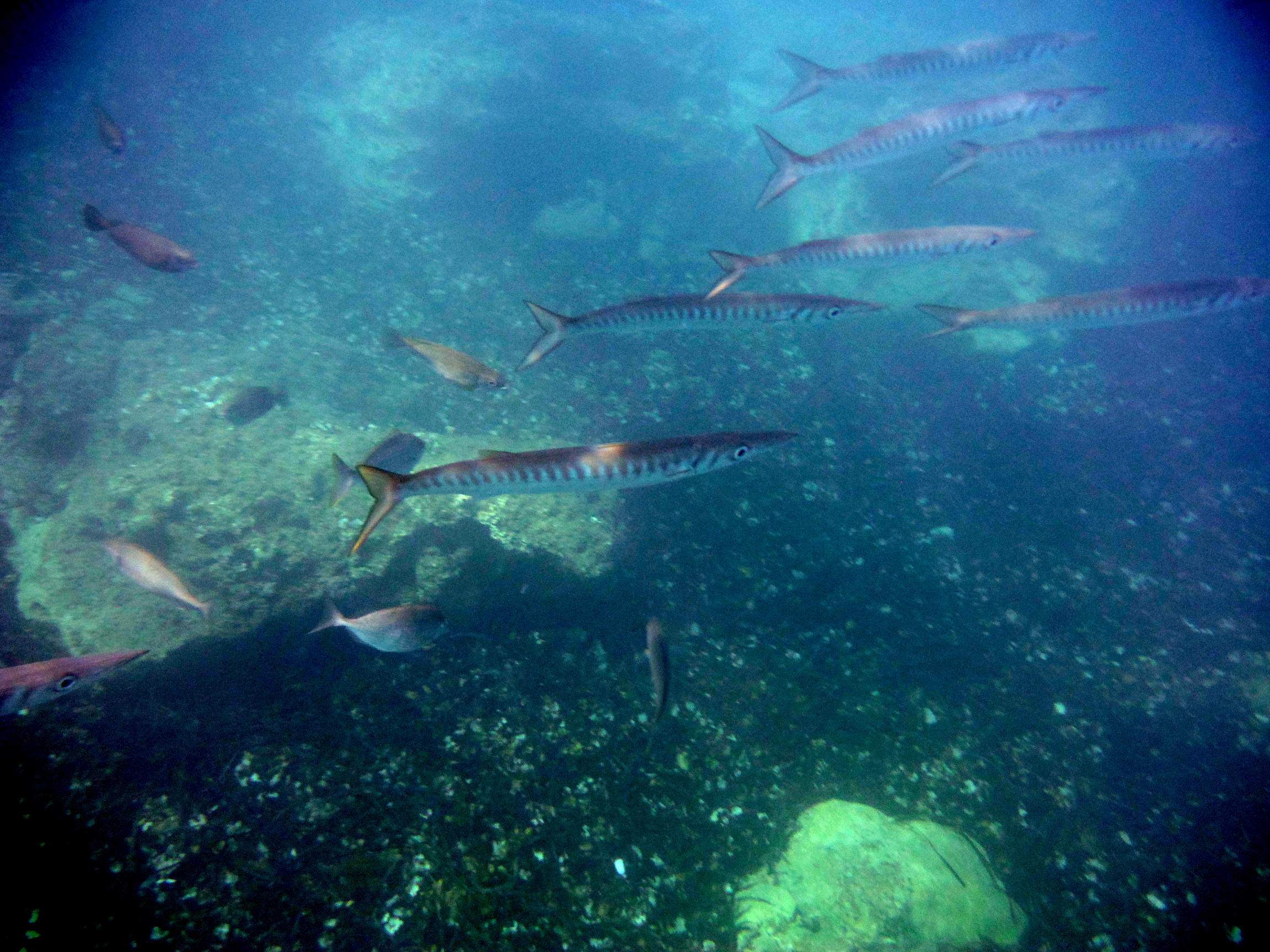 Barracudas in Viglia beach