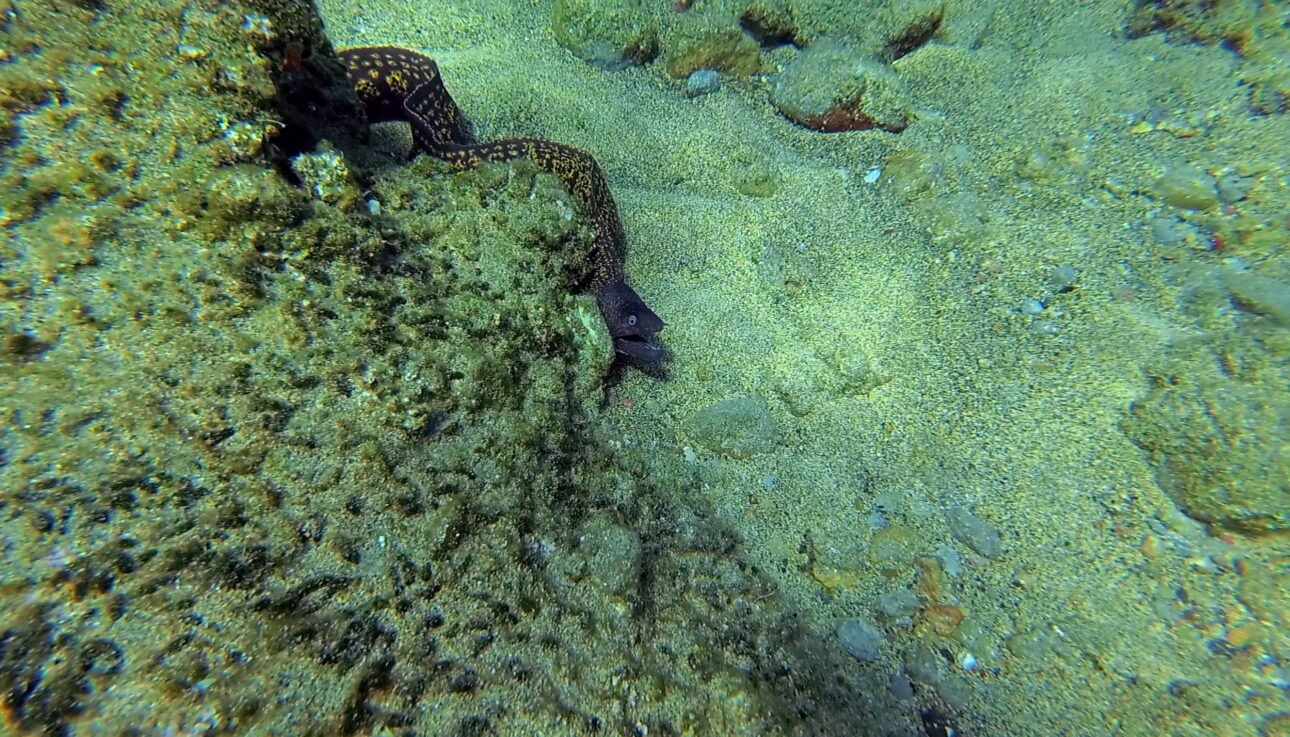 Moray Eel while snorkelling in Falasarna