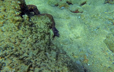 Moray Eel while snorkelling in Falasarna