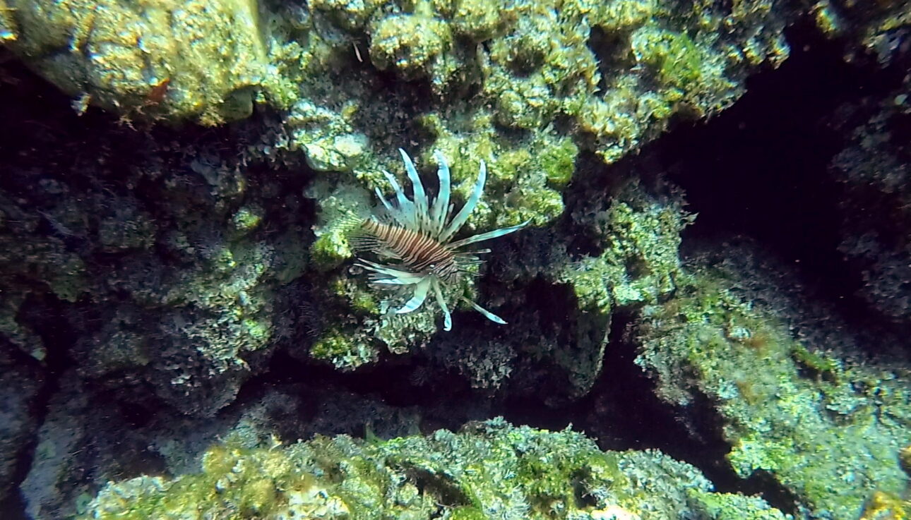 Lionfish in Falasarna, Crete