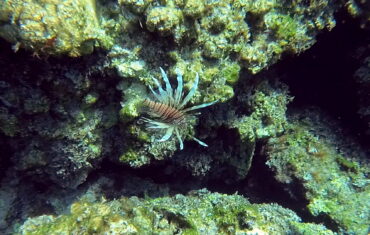 Lionfish in Falasarna, Crete