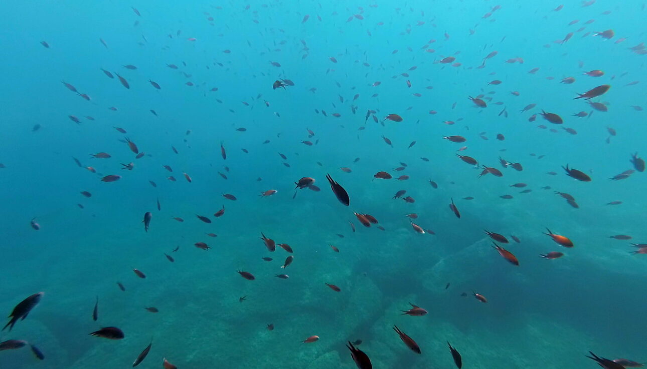 Snorkel to a sea cave in Kissamos bay