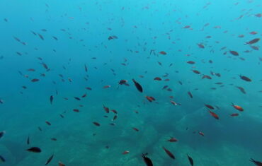 Snorkel to a sea cave in Kissamos bay