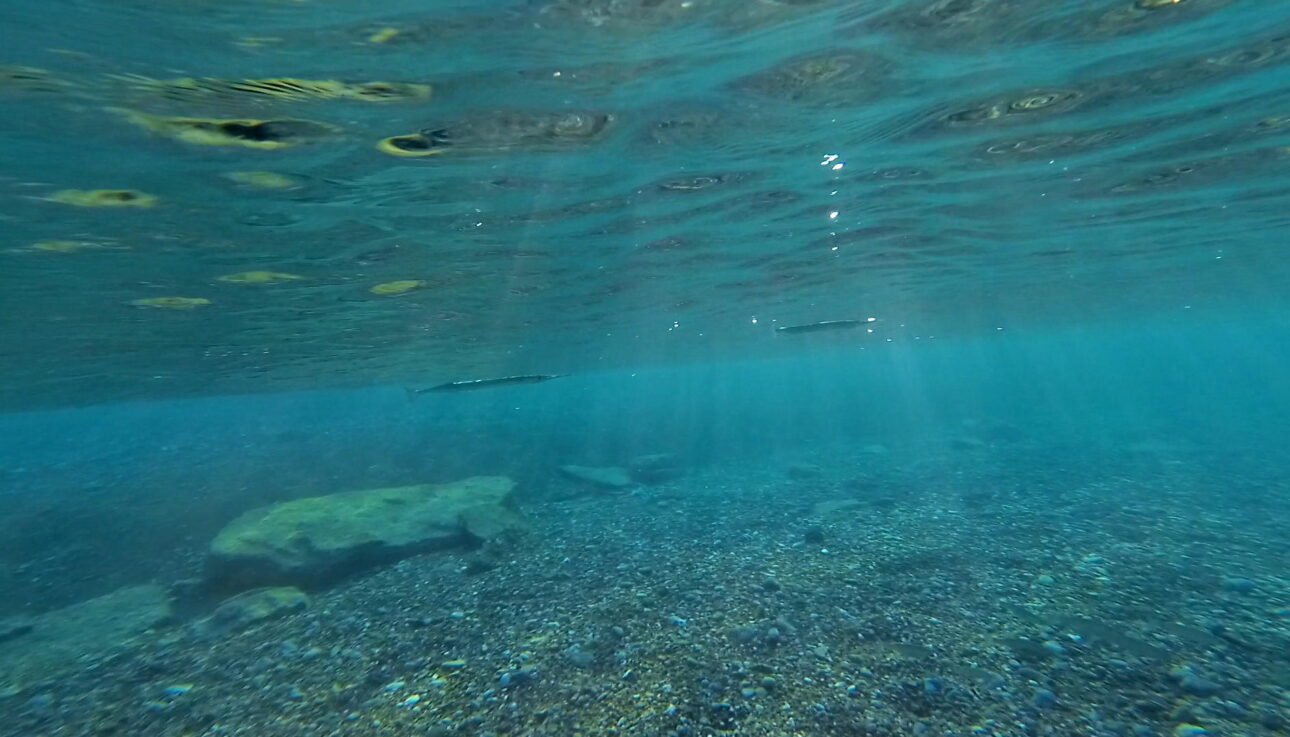 Garfish in Kissamos