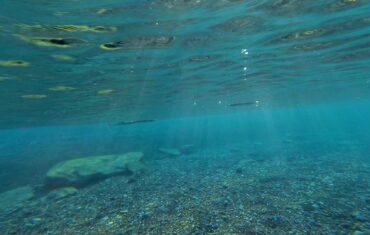Garfish in Kissamos