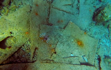 Lionfish on the shipwreck in Falasarna