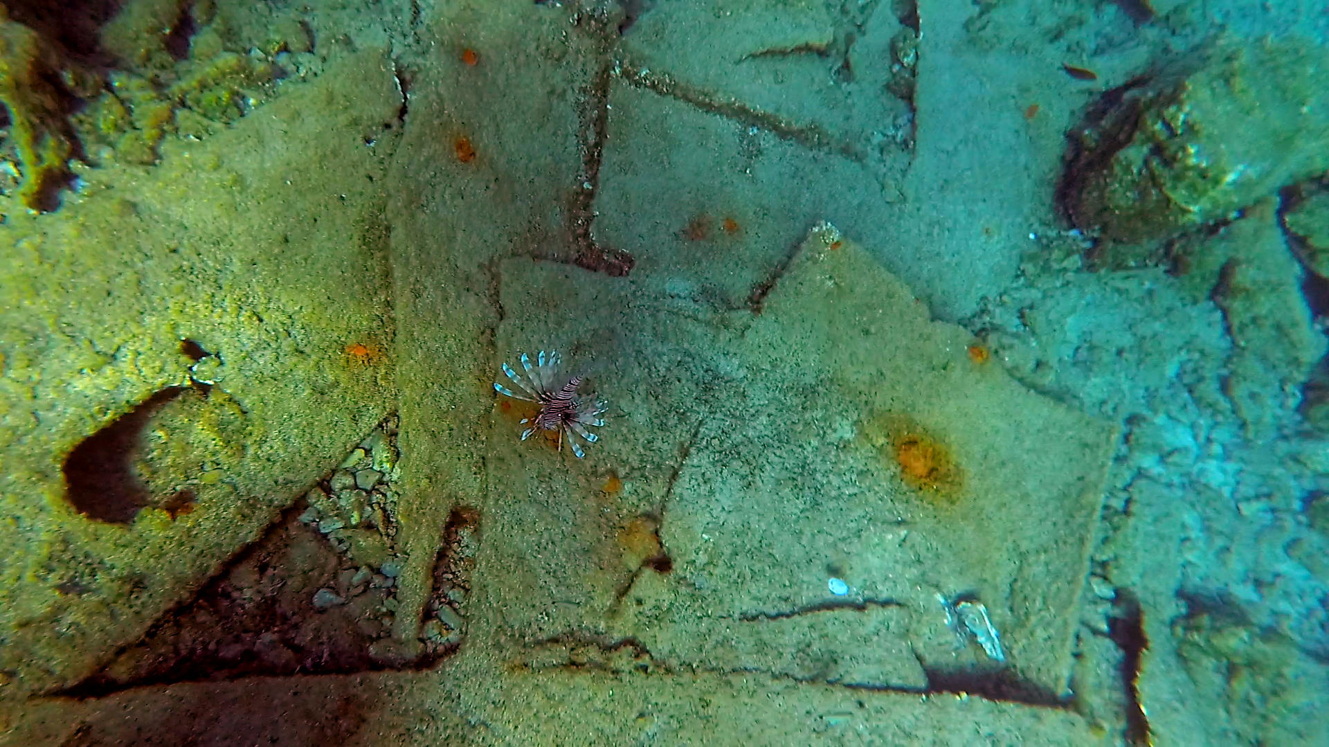 Lionfish on the shipwreck in Falasarna