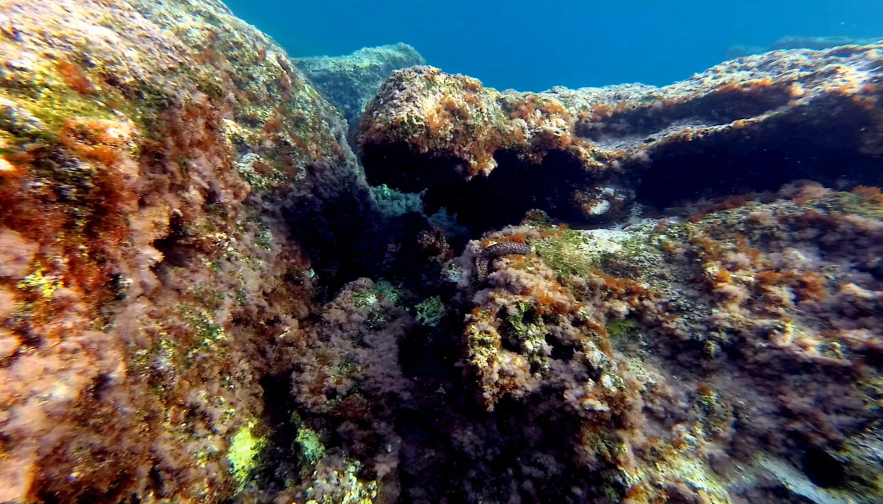 Moray eel in Kissamos