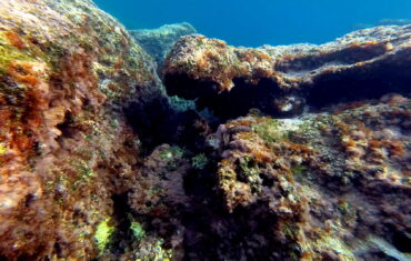 Moray eel in Kissamos