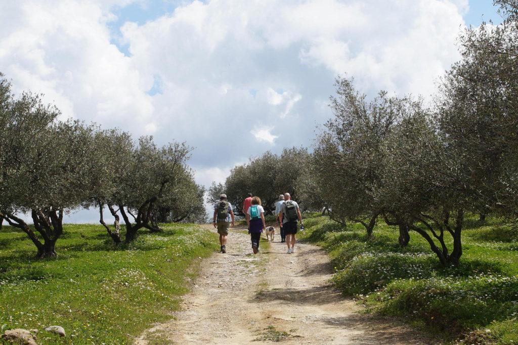 Walkers Olive Grove Crete