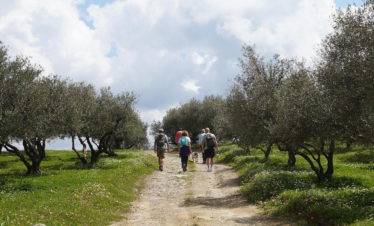 Walkers Olive Grove Crete