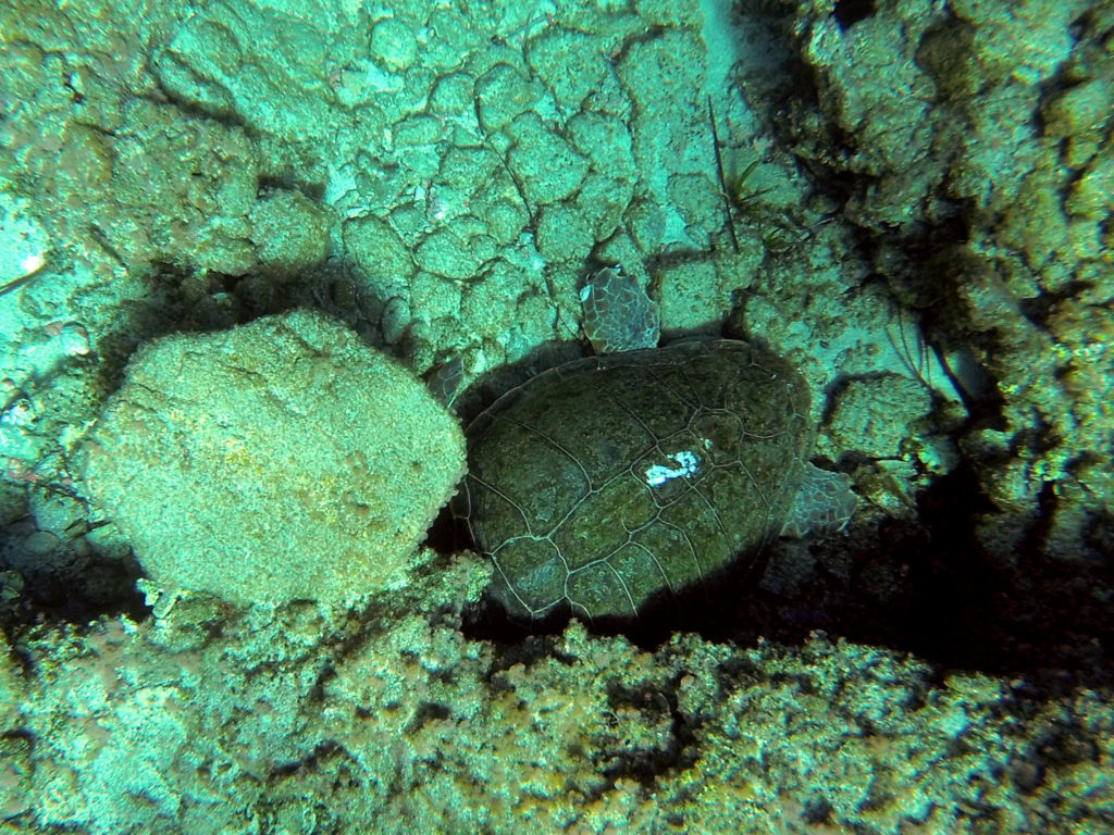 Sea turtle Caretta caretta in Falasarna