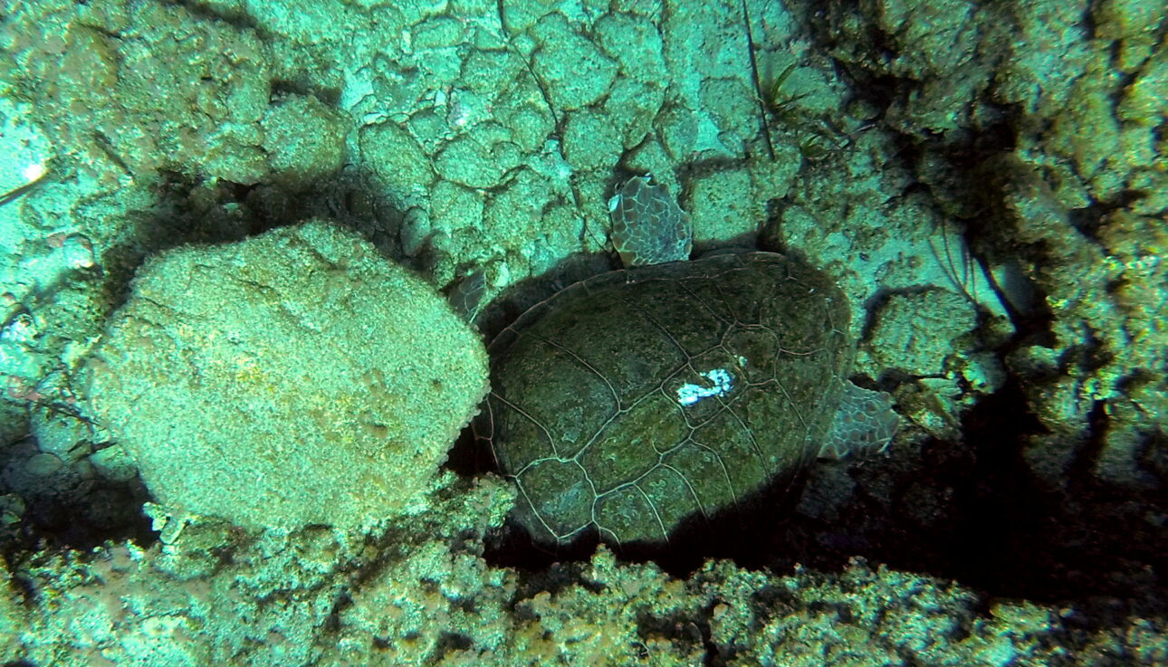 Sea turtle Caretta caretta in Falasarna