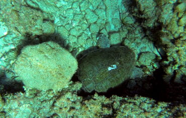 Sea turtle Caretta caretta in Falasarna