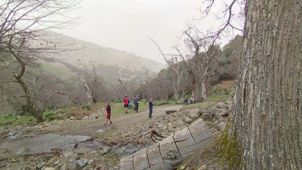 In the Chestnut wood in Sirikari